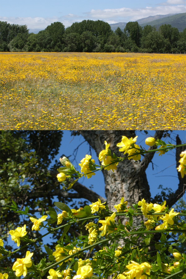 Fotografía naturaleza https://yolpiq.com/blog/las-lamparas-de-diseno-natural/ paisaje amarillo