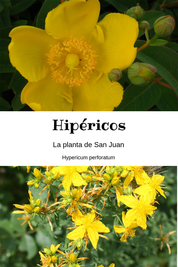 Fotografía naturaleza https://yolpiq.com/blog/las-lamparas-de-diseno-natural/ hipéricos en flor