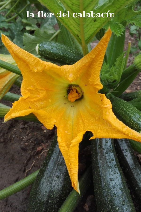 Fotografía naturaleza https://yolpiq.com/blog/las-lamparas-de-diseno-natural/ flor calabacín