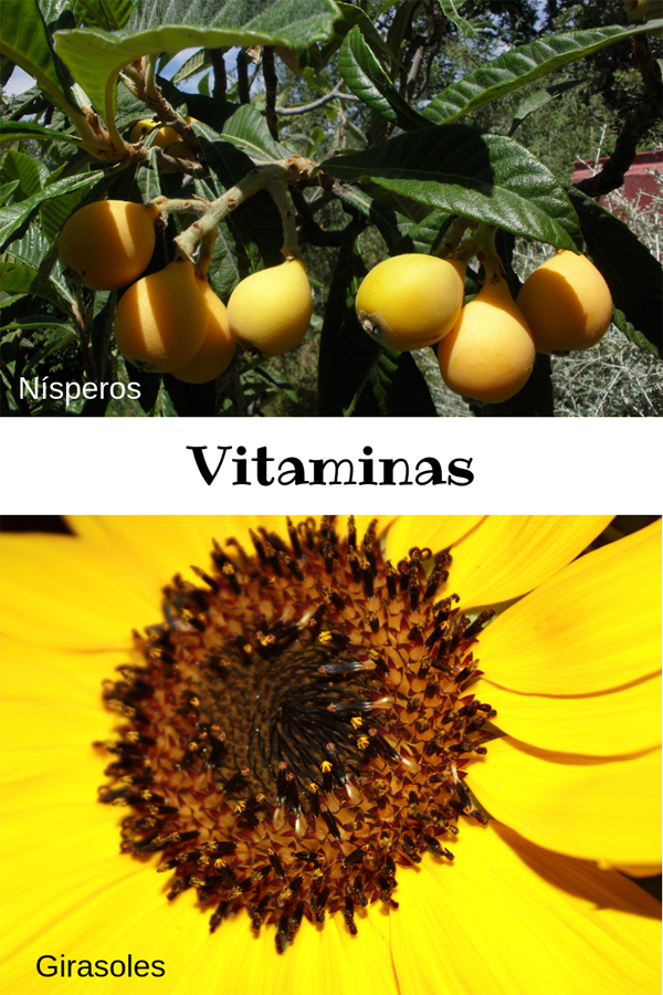 Fotografía naturaleza https://yolpiq.com/blog/las-lamparas-de-diseno-natural/ amarillo blog