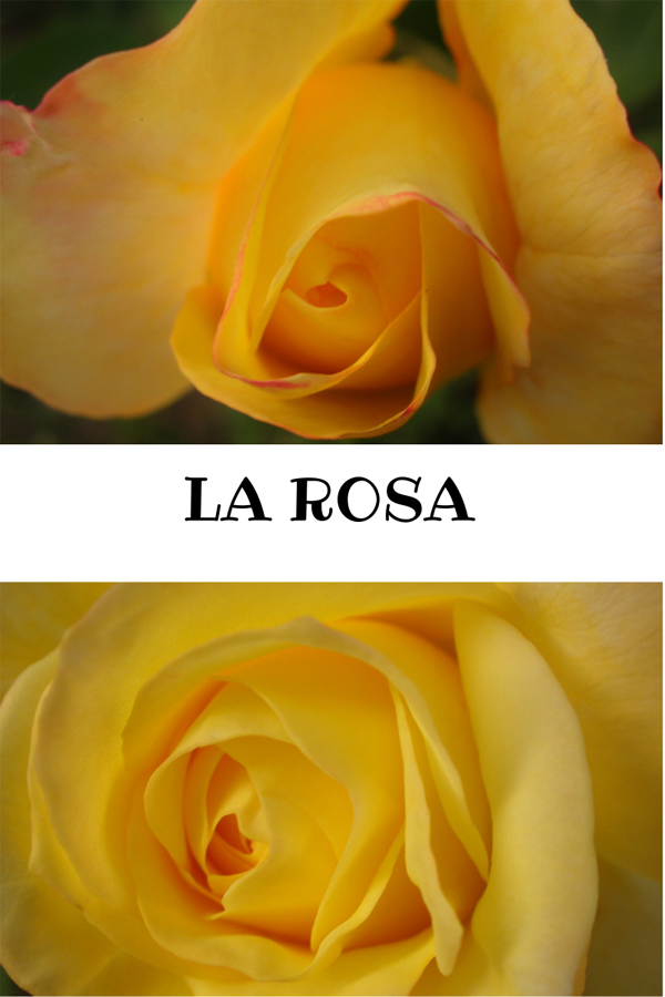 Fotografía naturaleza https://yolpiq.com/blog/las-lamparas-de-diseno-natural/ rosa amarilla