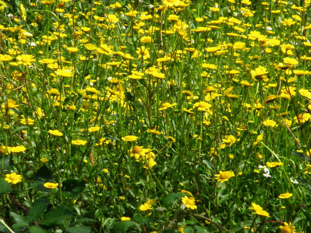 Fotografía naturaleza https://yolpiq.com/blog/las-lamparas-de-diseno-natural/ https://yolpiq.com/wp-content/uploads/2019/06/gansito2.jpg https://yolpiq.com/blog/las-lamparas-de-diseno-natural/