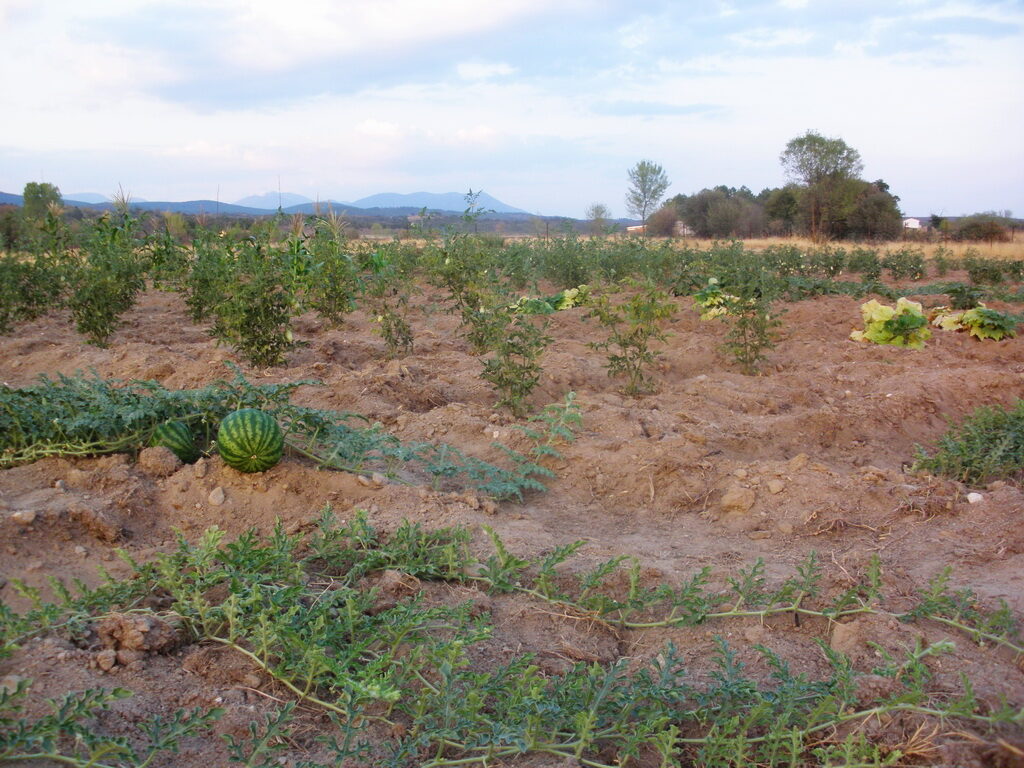 huerto diseñonatural