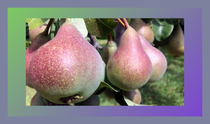 Agricultura https://yolpiq.com/blog/category/agricultura/ https://yolpiq.com/wp-content/uploads/2019/07/la-pera-blog-g.png https://yolpiq.com/blog/category/agricultura/