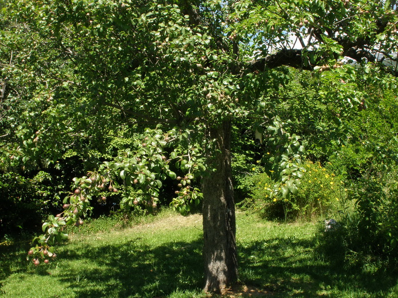 Agricultura, Ecología https://yolpiq.com/blog/yolpiq-es-la-pera/ https://yolpiq.com/wp-content/uploads/2019/07/la-pera-blog-g.png https://yolpiq.com/blog/yolpiq-es-la-pera/