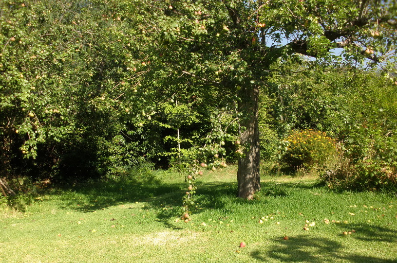 Agricultura, Ecología https://yolpiq.com/blog/yolpiq-es-la-pera/ https://yolpiq.com/wp-content/uploads/2019/07/la-pera-blog-g.png https://yolpiq.com/blog/yolpiq-es-la-pera/