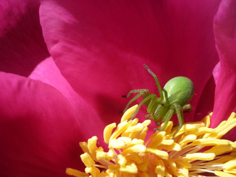 la araña dn