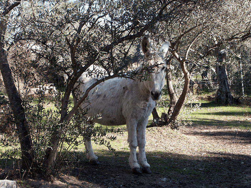 Agricultura, Ecología https://yolpiq.com/blog/olivo/ la romera y el olivar dn