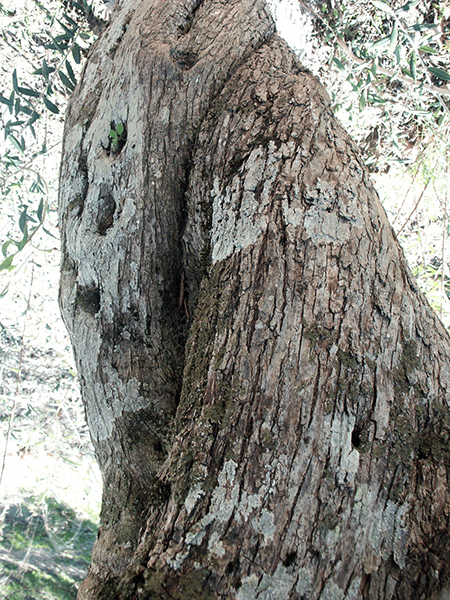 tronco olivo 1 dn
