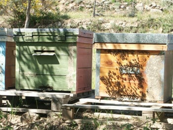 BLOG-la cera de las abejas