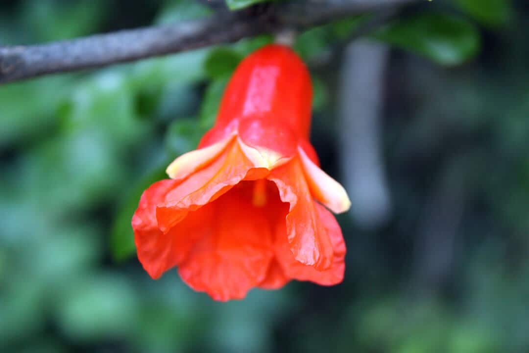 https://yolpiq.com/wp-content/uploads/2022/08/detalle-granadas-lampara450.jpg https://yolpiq.com/blog/tiempo-de-granadas/