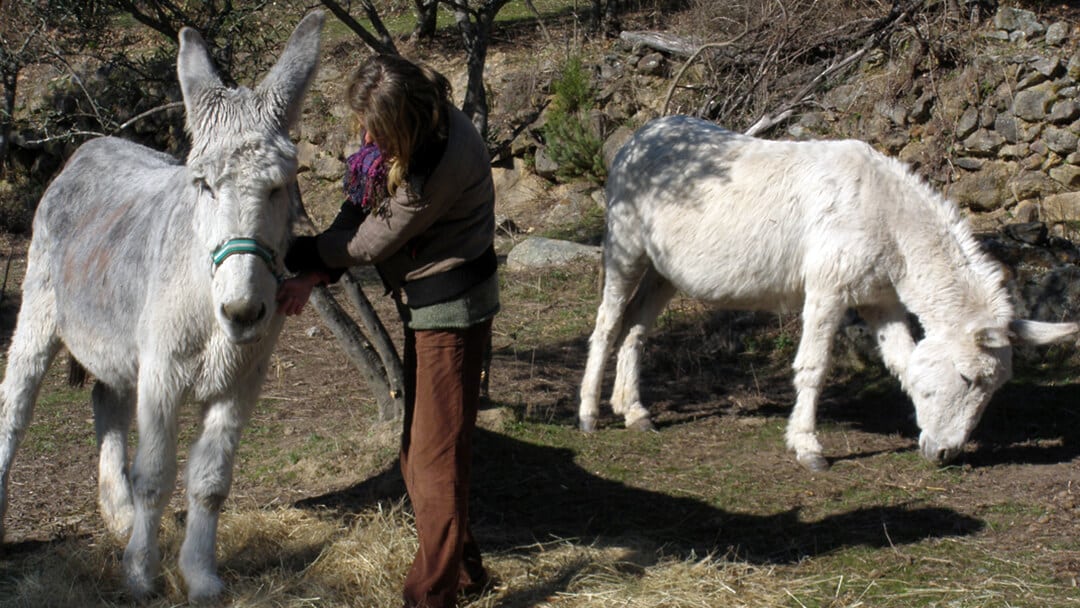 https://yolpiq.com/wp-content/uploads/2022/09/portada-blog.jpg https://yolpiq.com/blog/el-burro/