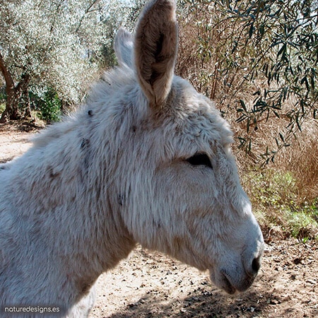 https://yolpiq.com/wp-content/uploads/2022/09/portada-blog.jpg https://yolpiq.com/blog/el-burro/