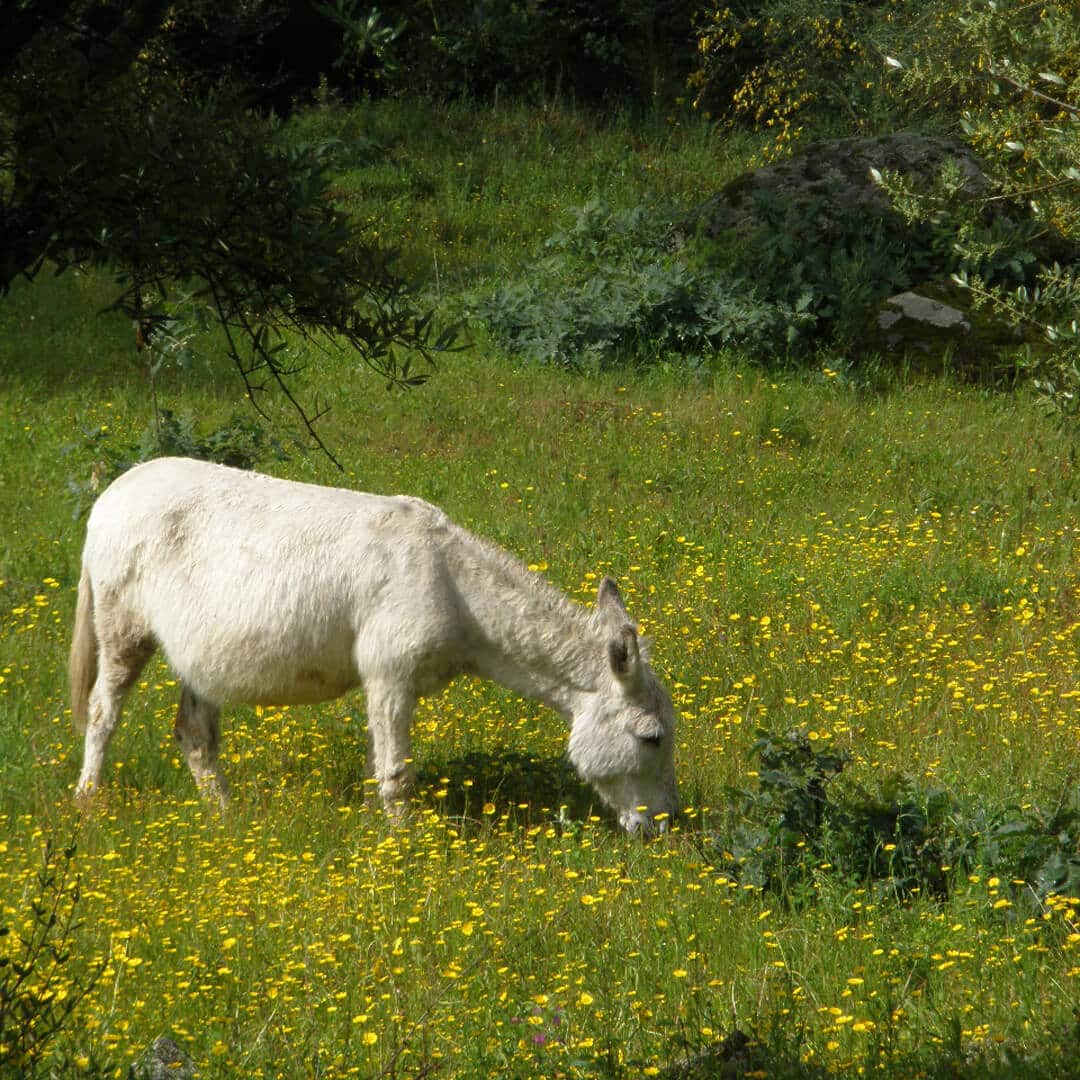 https://yolpiq.com/wp-content/uploads/2022/09/portada-blog.jpg https://yolpiq.com/blog/el-burro/