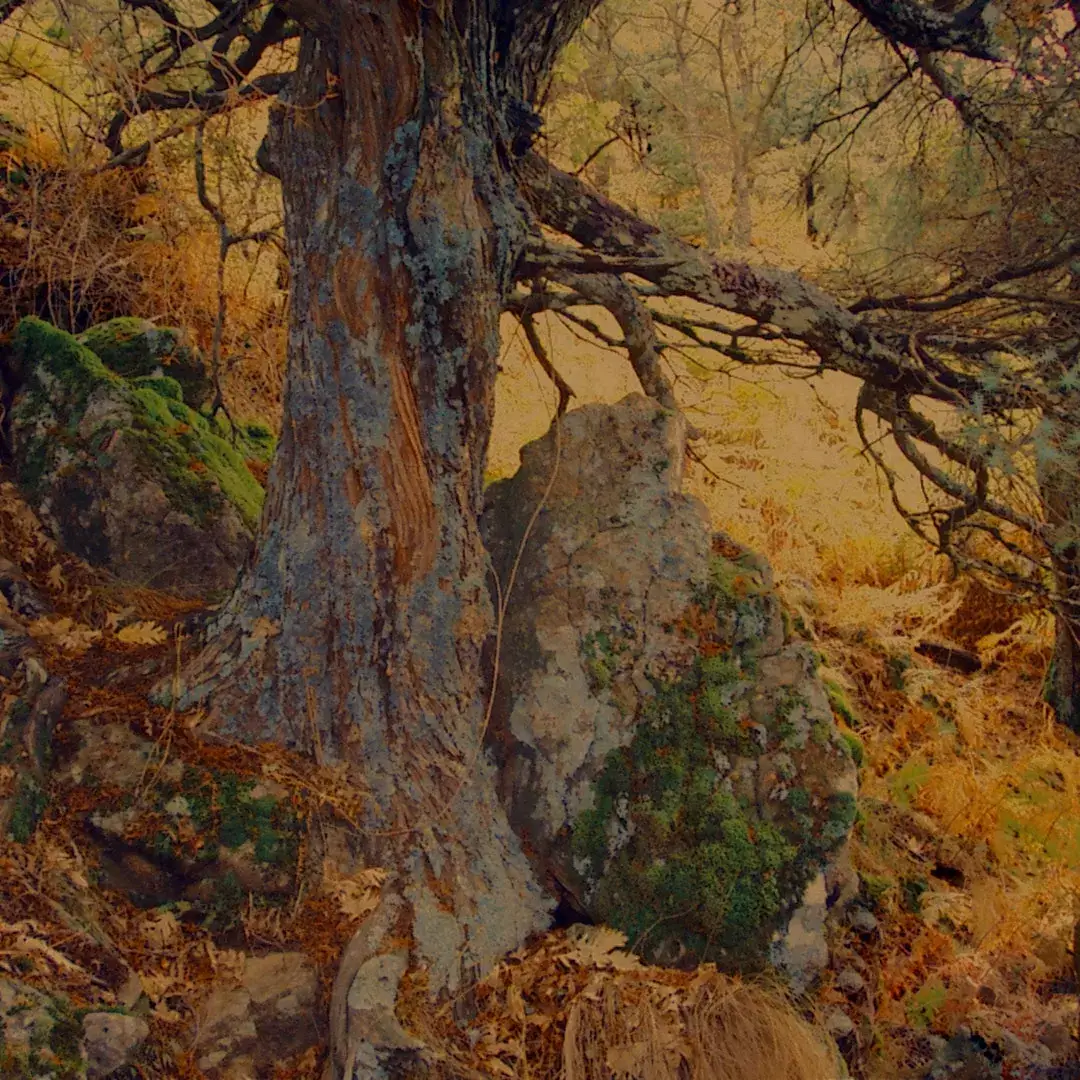 https://yolpiq.com/wp-content/uploads/2023/01/lamparaenebrocabra.jpg https://yolpiq.com/blog/juniperus/