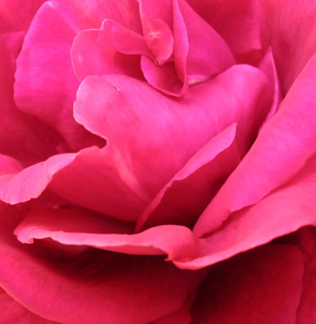 https://yolpiq.com/wp-content/uploads/2023/05/flor1.jpg https://yolpiq.com/blog/rojo/