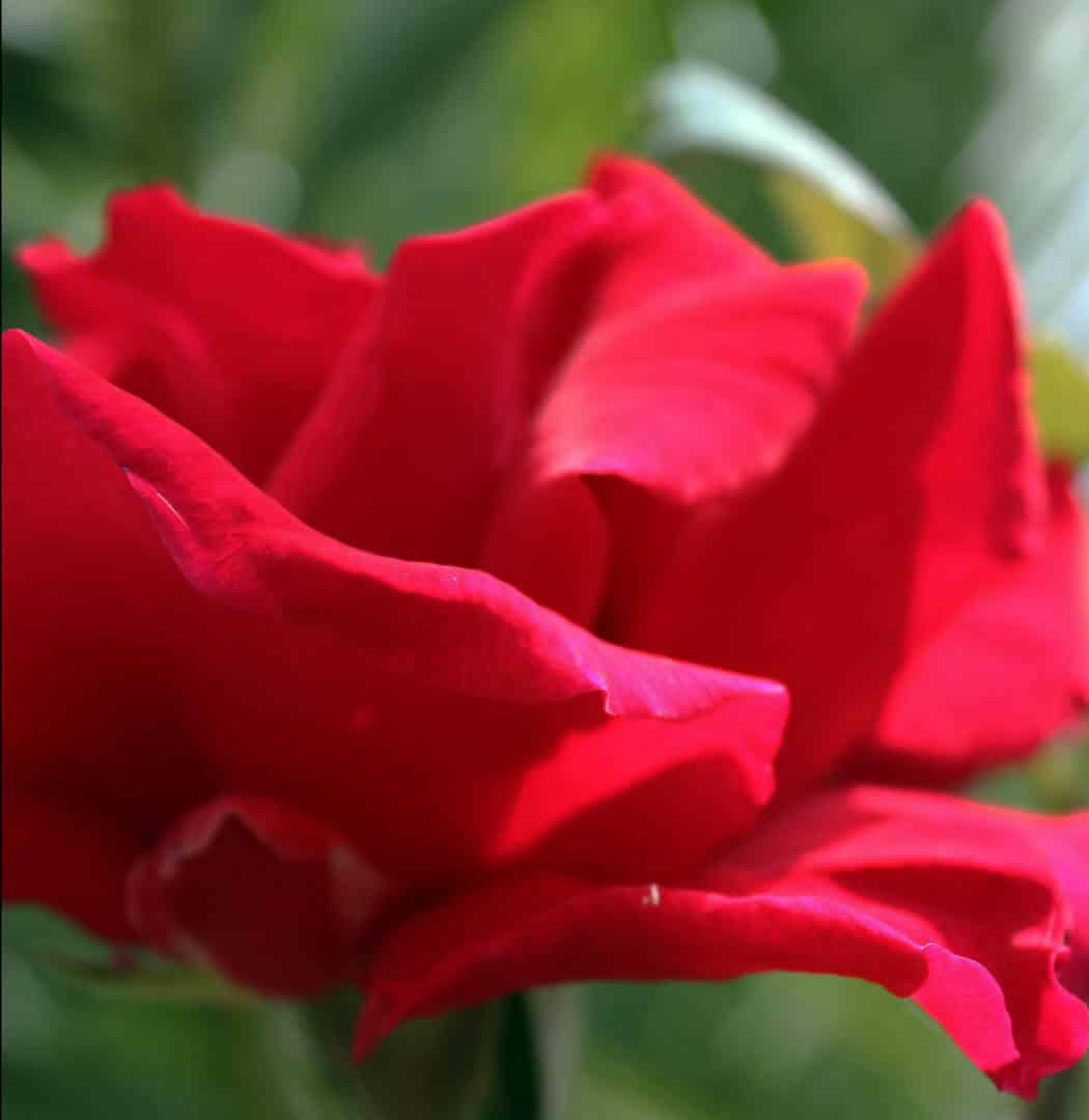 https://yolpiq.com/wp-content/uploads/2023/05/flor1.jpg https://yolpiq.com/blog/rojo/