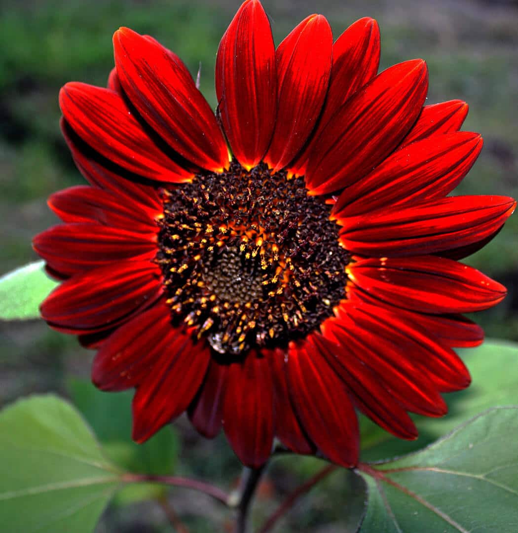 https://yolpiq.com/wp-content/uploads/2023/05/flor1.jpg https://yolpiq.com/blog/rojo/