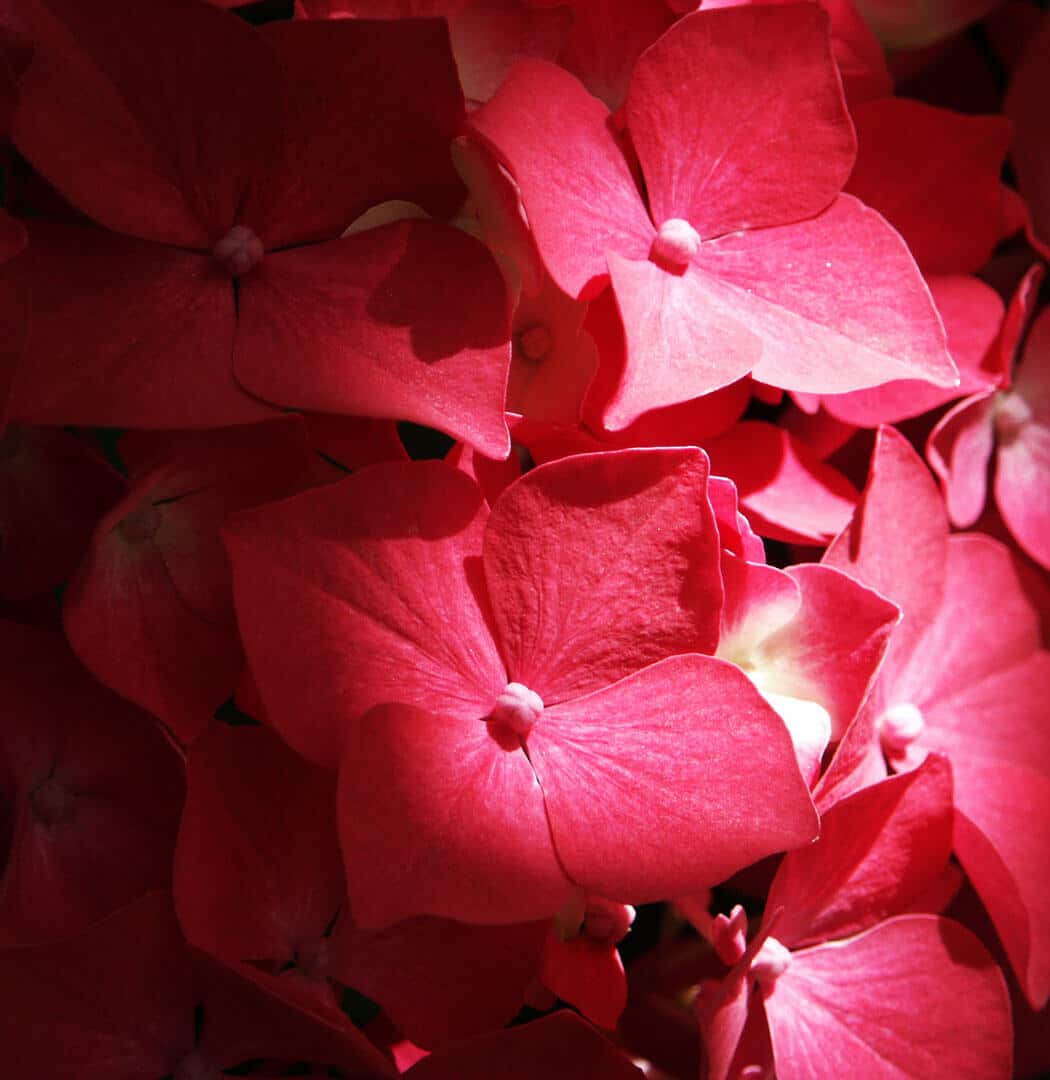 https://yolpiq.com/wp-content/uploads/2023/05/flor1.jpg https://yolpiq.com/blog/rojo/