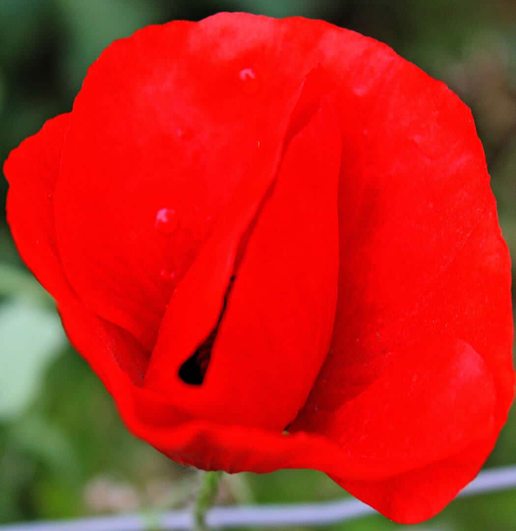 https://yolpiq.com/wp-content/uploads/2023/05/flor1.jpg https://yolpiq.com/blog/rojo/
