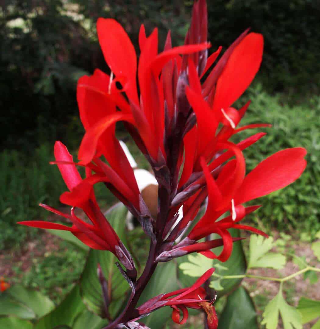 https://yolpiq.com/wp-content/uploads/2023/05/flor1.jpg https://yolpiq.com/blog/rojo/