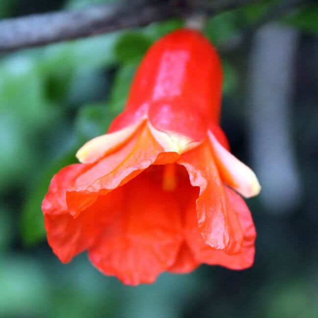 https://yolpiq.com/wp-content/uploads/2024/09/detalle-granadas-lampara-portadablog.jpg https://yolpiq.com/blog/la-pintura-natural/
